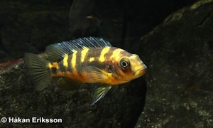 Pseudotropheus crabro